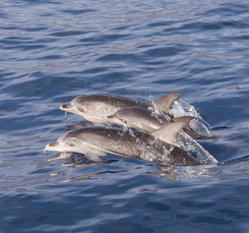 Excursiones y experiencias en Tenerife Sur Hotel MYND Adeje Excursiones y experiencias en Tenerife Sur Hotel MYND Adeje